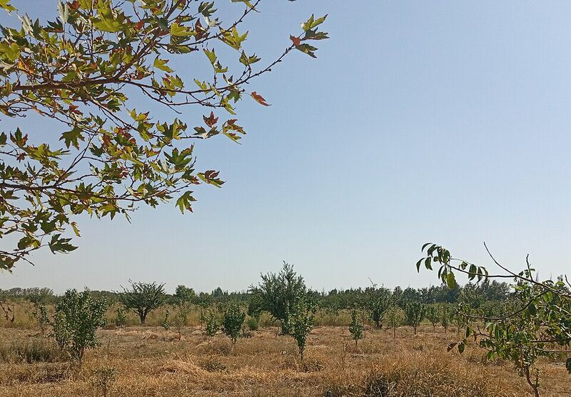 پرونده:Mehrshahr Apple Garden.jpg